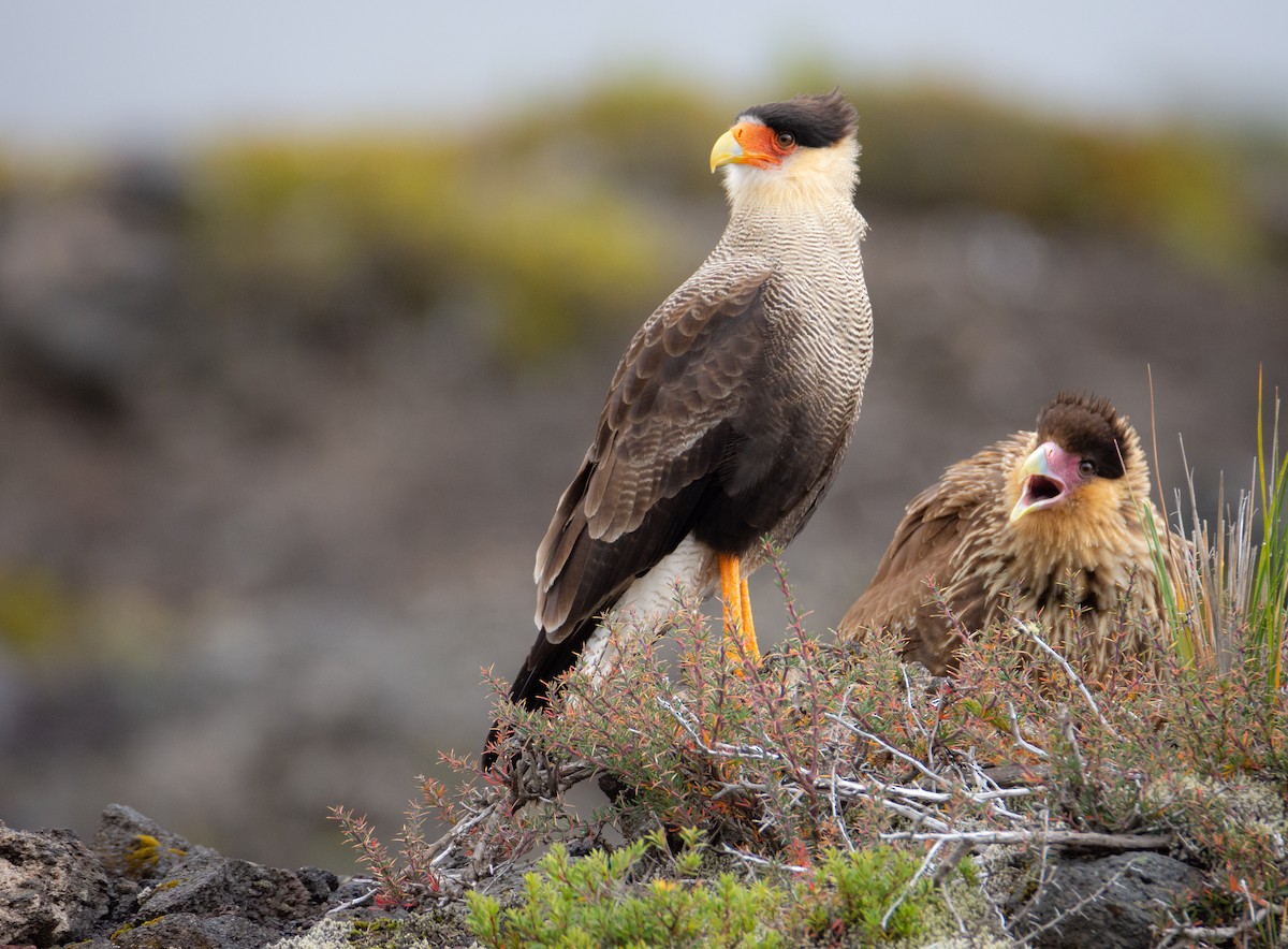Crested Caracara (Southern) - ML427330251