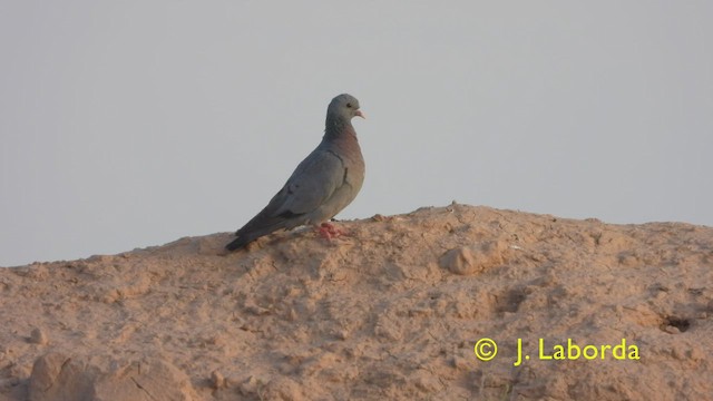Pigeon colombin - ML427330631