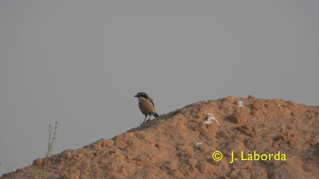 Iberian Gray Shrike - ML427330701