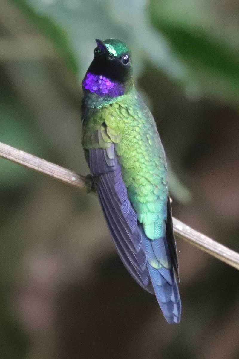 kolibřík zelenoprsý - ML427333131