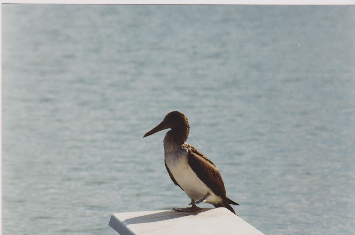 Blue-footed Booby - ML42734381