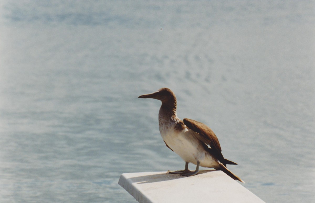 Blue-footed Booby - ML42734441