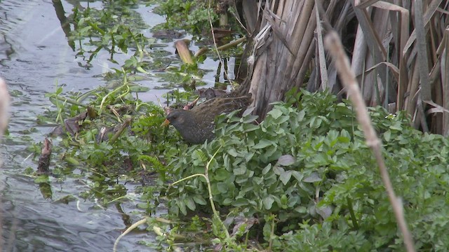 Spotted Crake - ML427352481