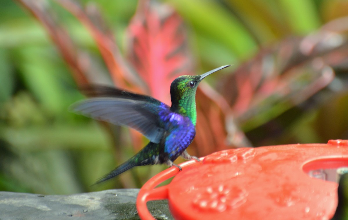 Violet-bellied Hummingbird - Bill Telfair