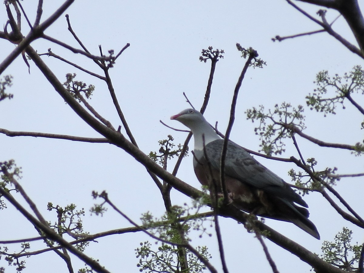 Spotted Imperial-Pigeon - ML427363421