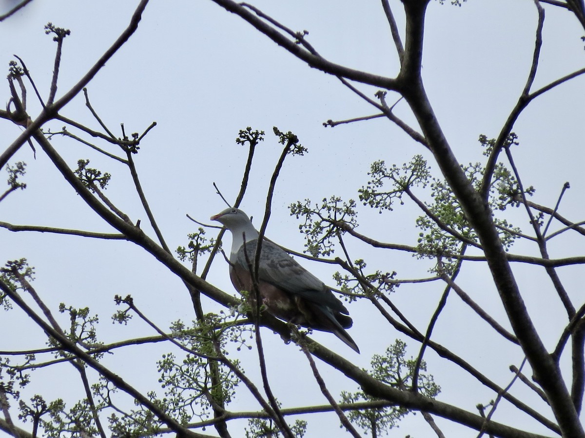 Spotted Imperial-Pigeon - GARY DOUGLAS
