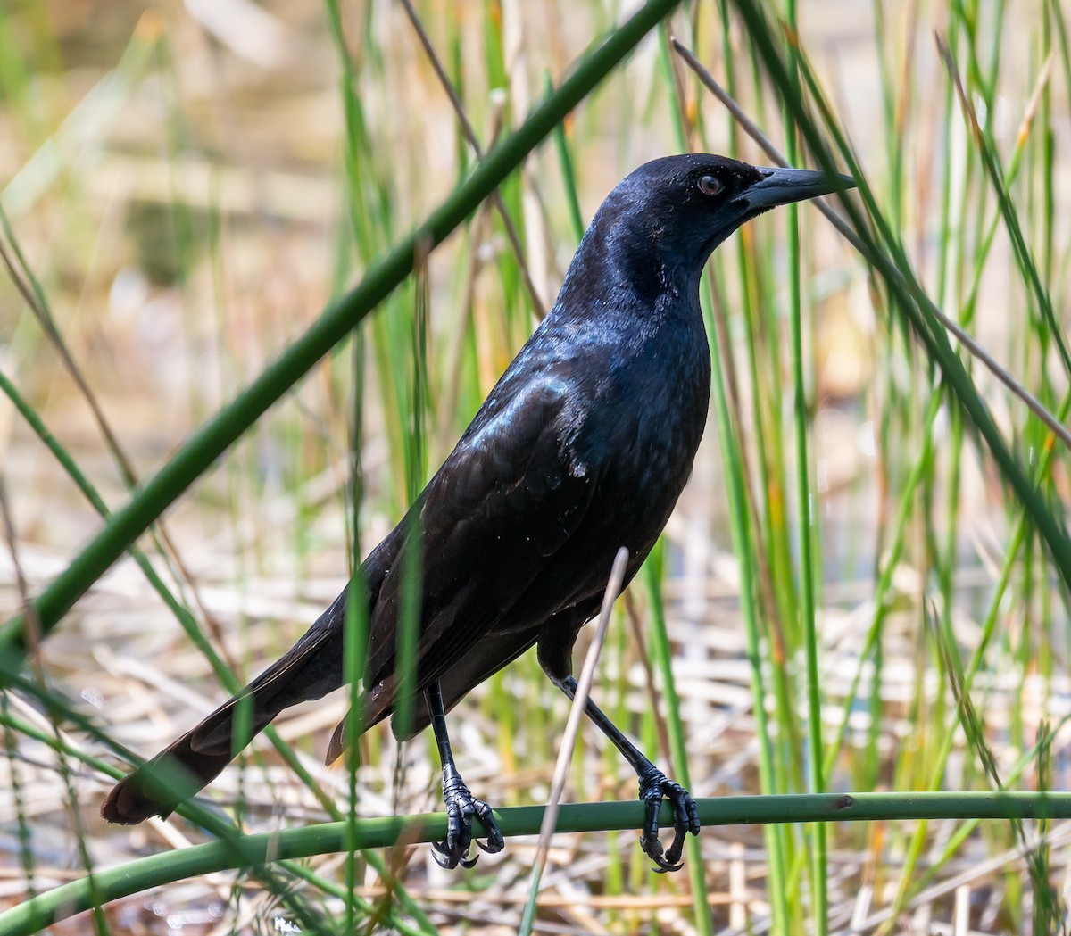 Boat-tailed Grackle - ML427364461