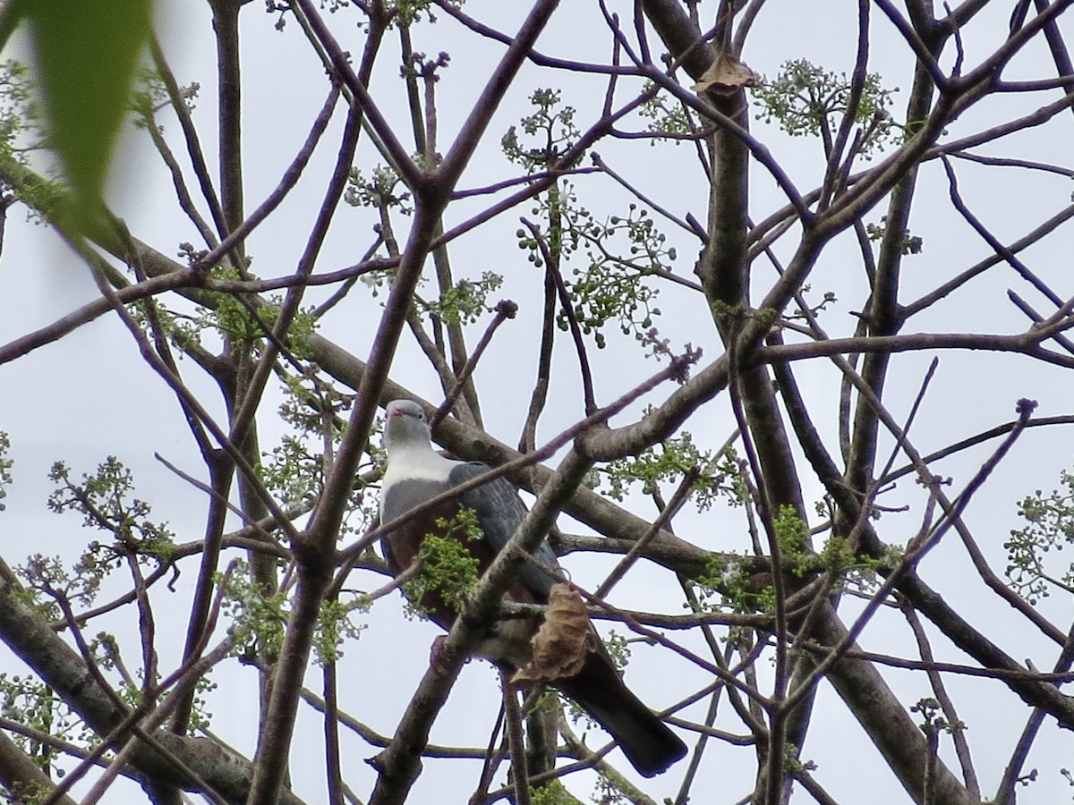 Spotted Imperial-Pigeon - ML427365661
