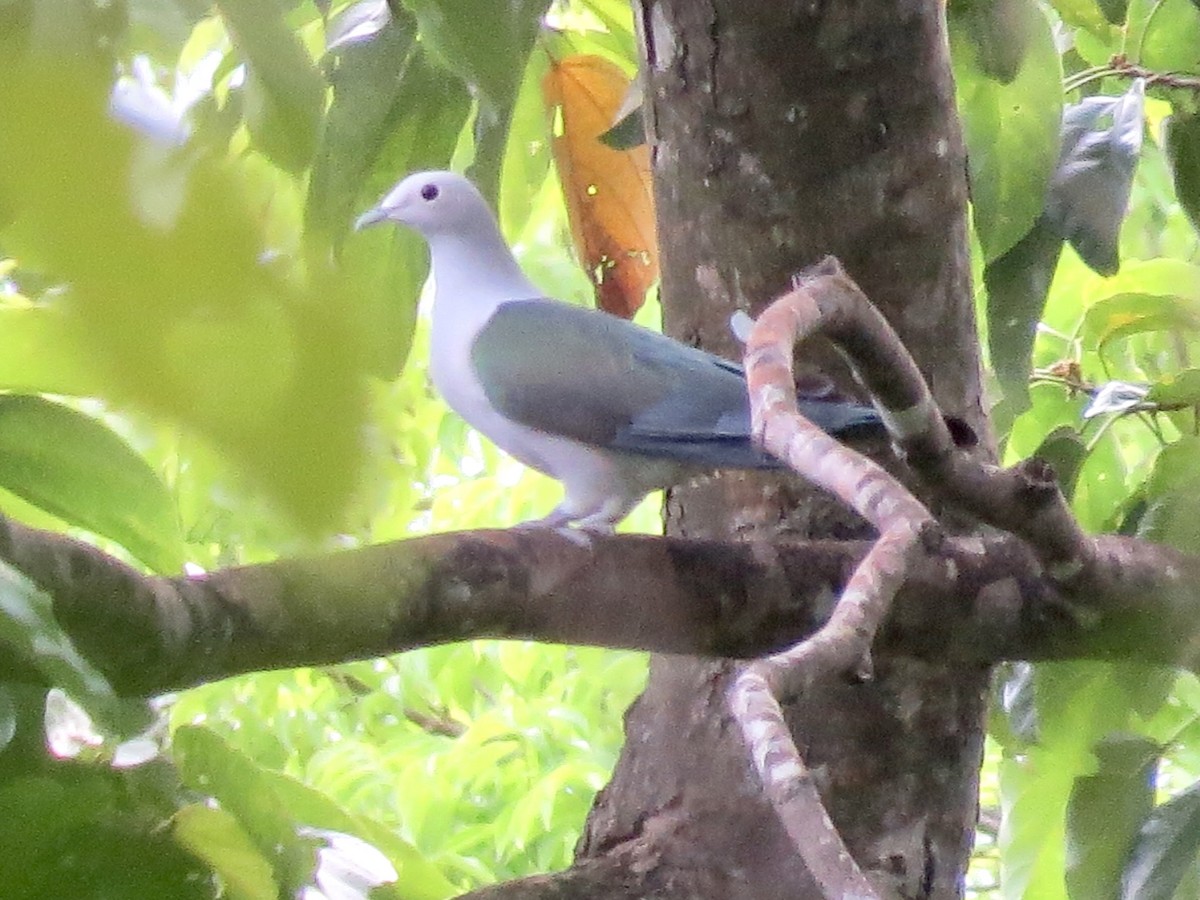 Green Imperial-Pigeon - ML427366211