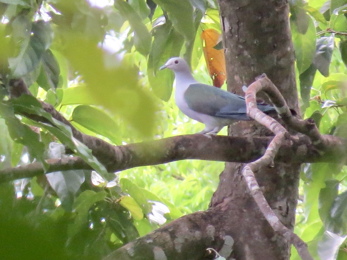 Green Imperial-Pigeon - ML427366231