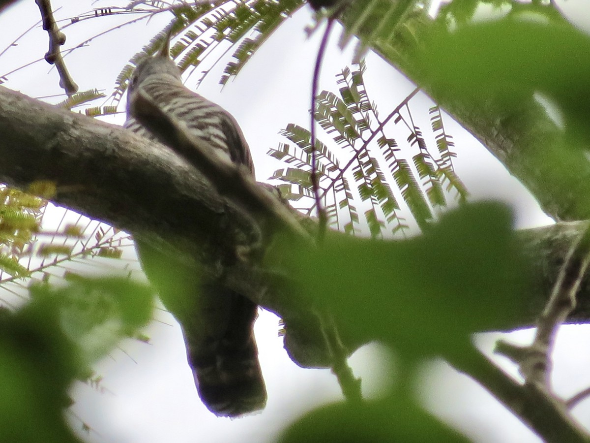 Indian Cuckoo - GARY DOUGLAS