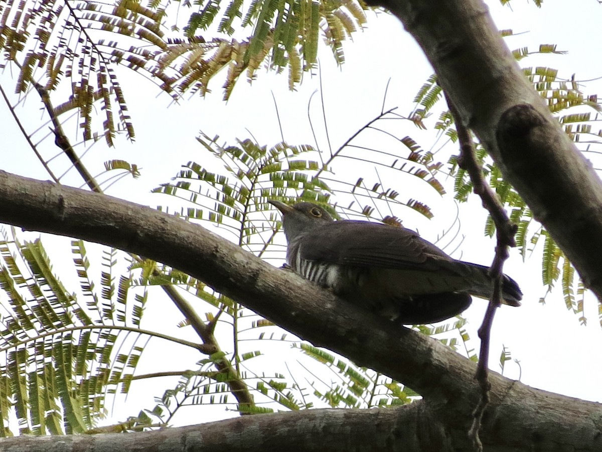 Indian Cuckoo - GARY DOUGLAS