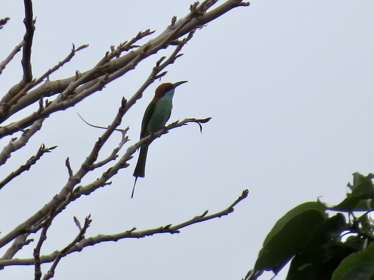 Rufous-crowned Bee-eater - ML427367951