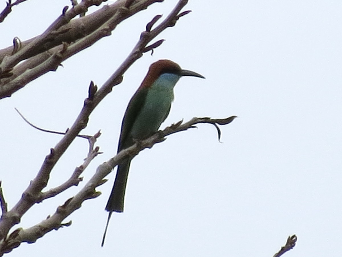 Rufous-crowned Bee-eater - ML427367961