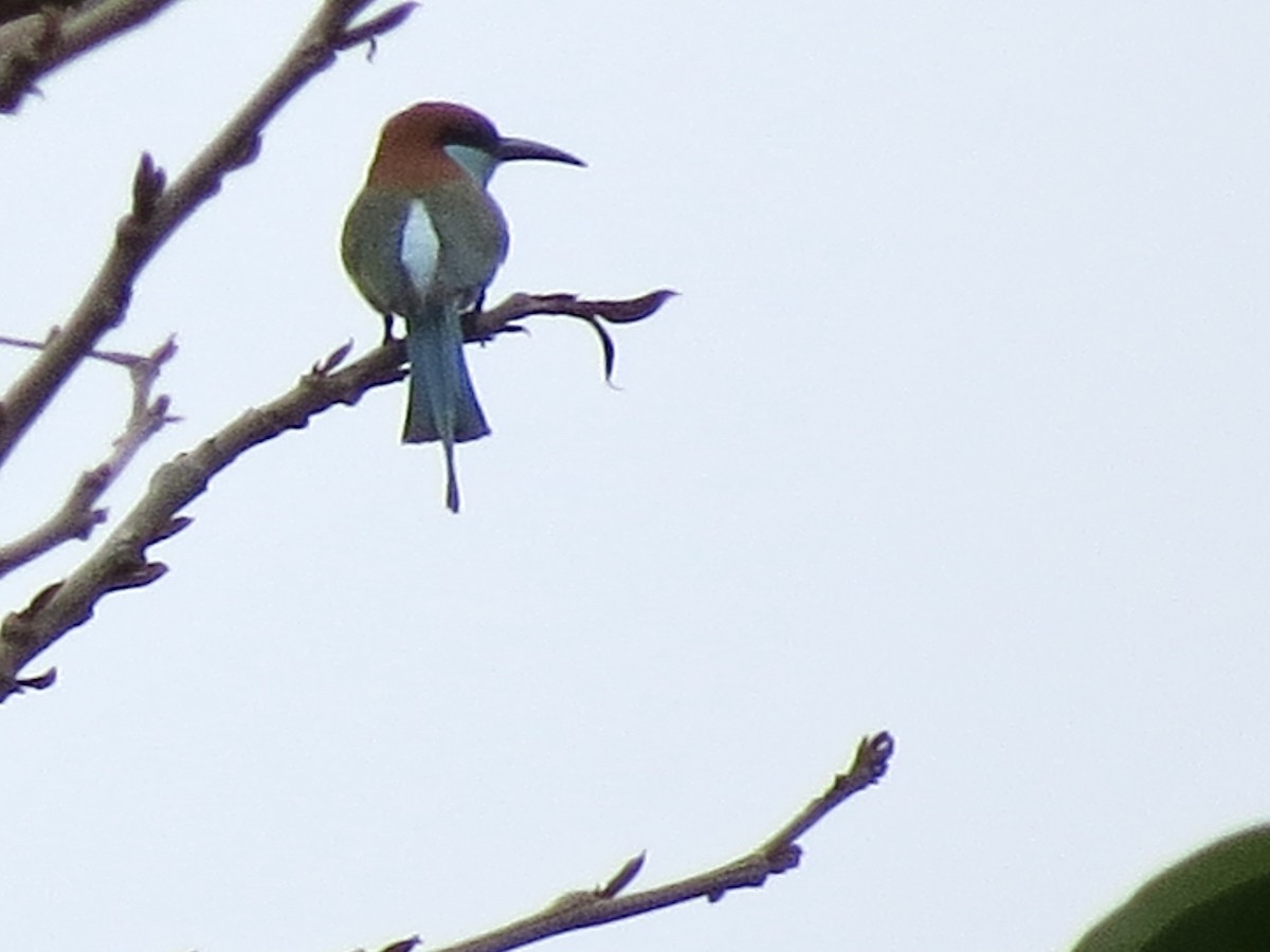 Rufous-crowned Bee-eater - GARY DOUGLAS