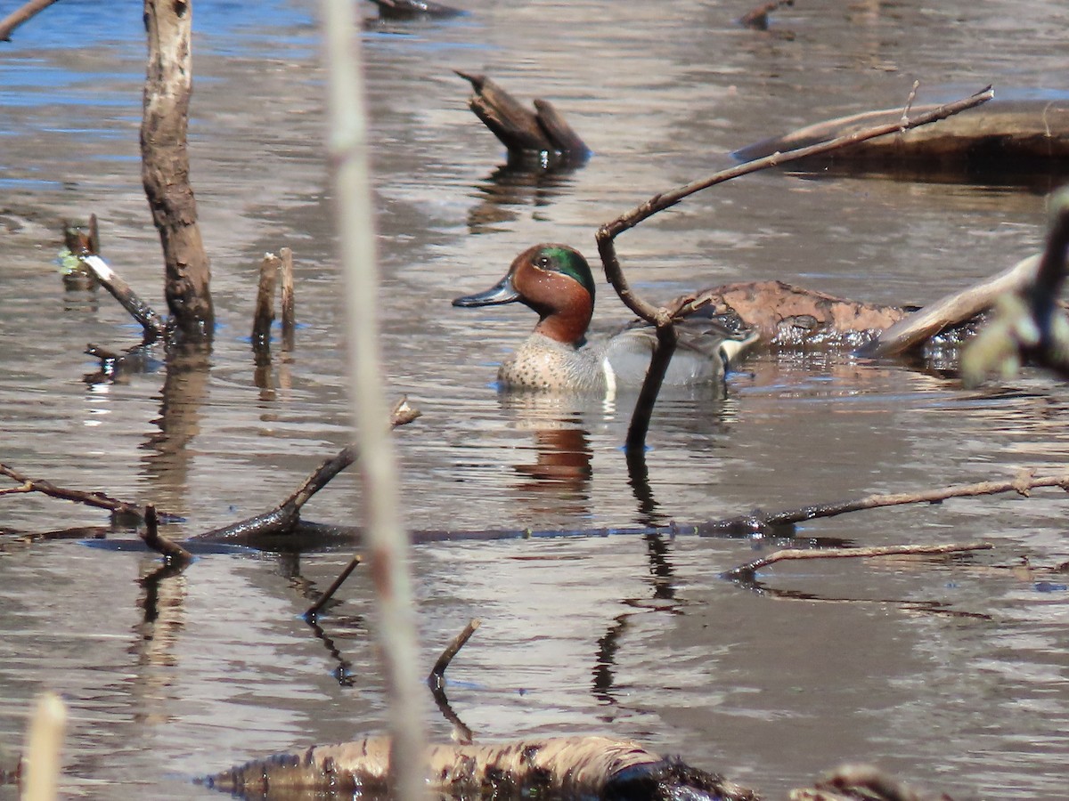 Green-winged Teal - ML427370601