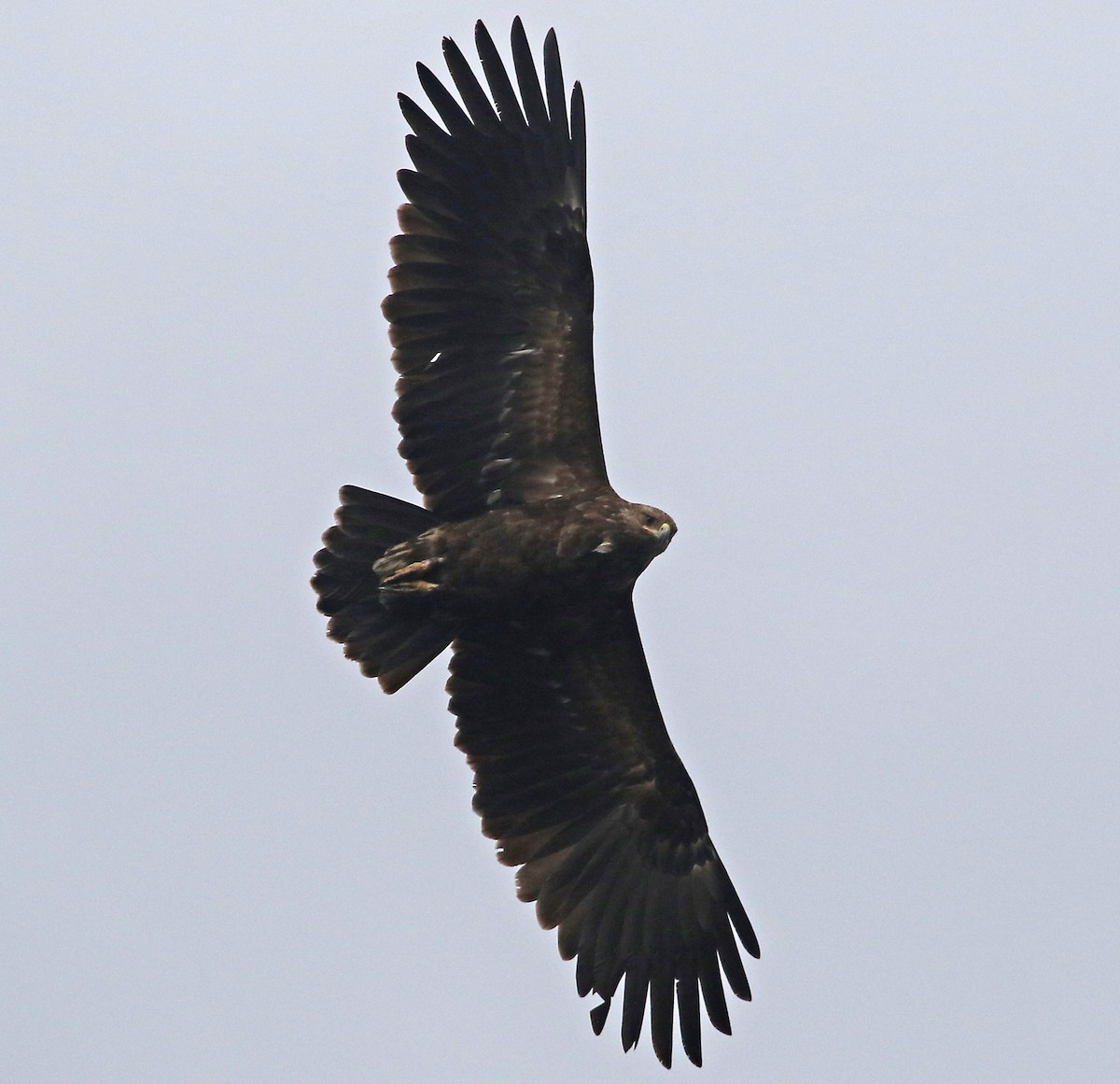 Greater Spotted Eagle - Dimitris  Kokkinidis