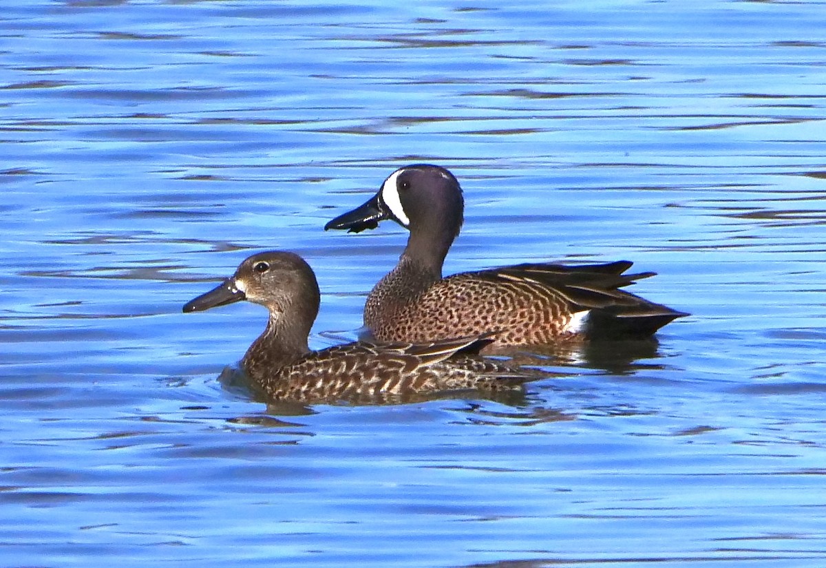 Blue-winged Teal - ML427384161