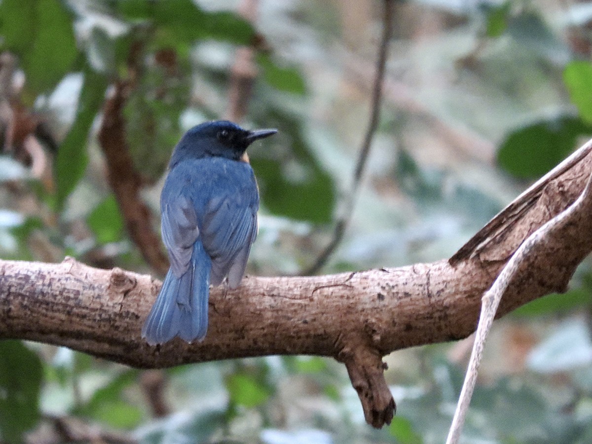 Mangrove Blue Flycatcher - GARY DOUGLAS