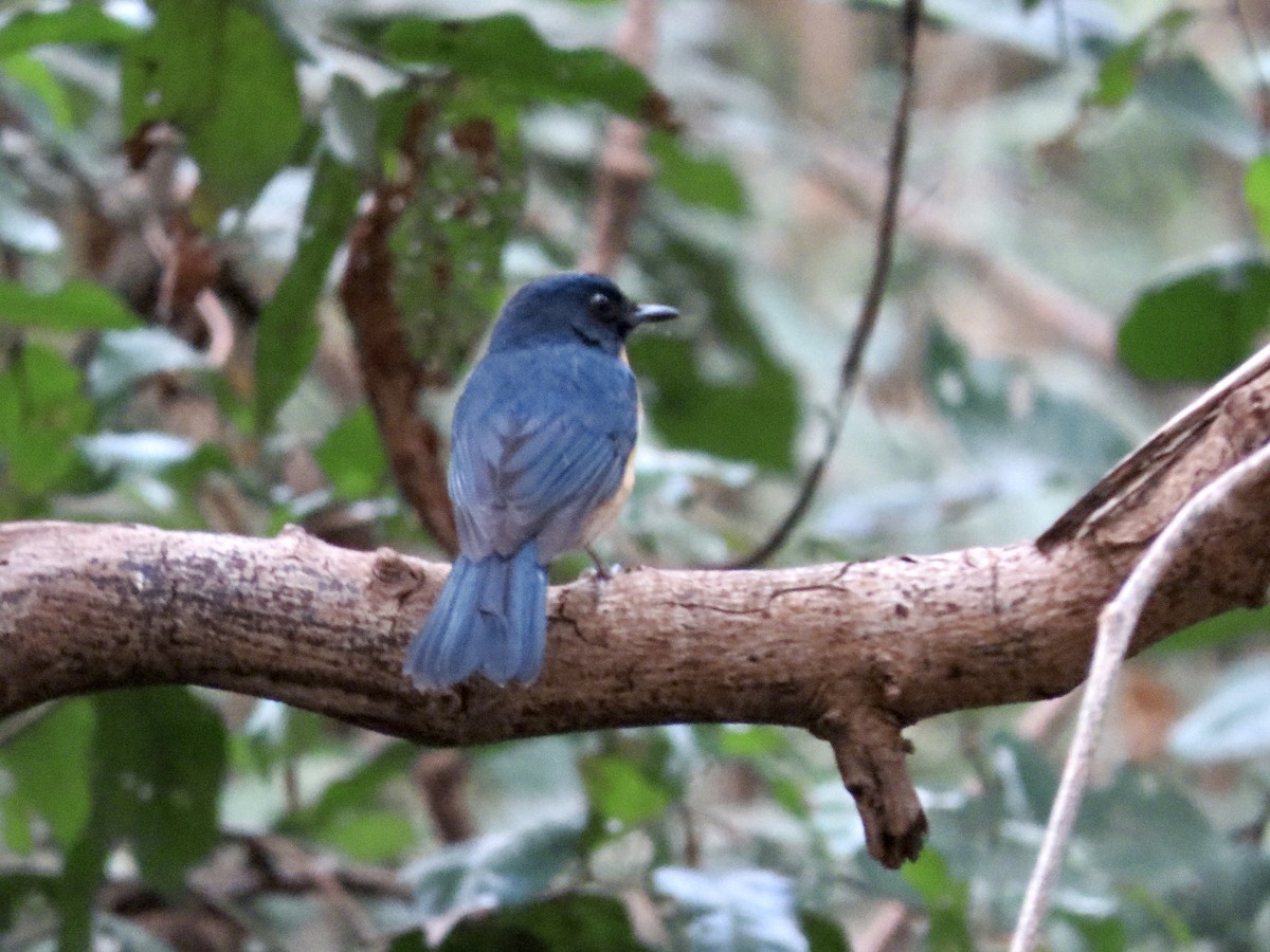 Mangrove Blue Flycatcher - ML427385551