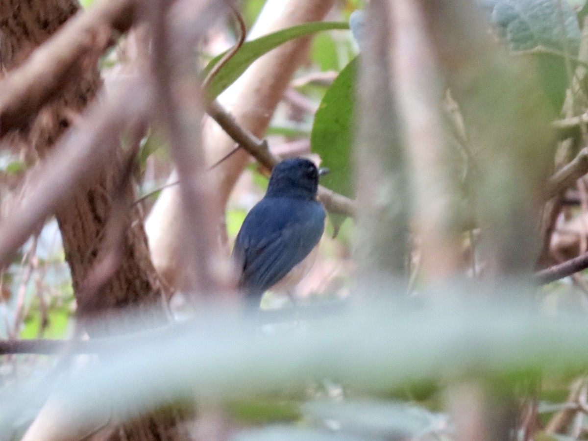 Mangrove Blue Flycatcher - GARY DOUGLAS