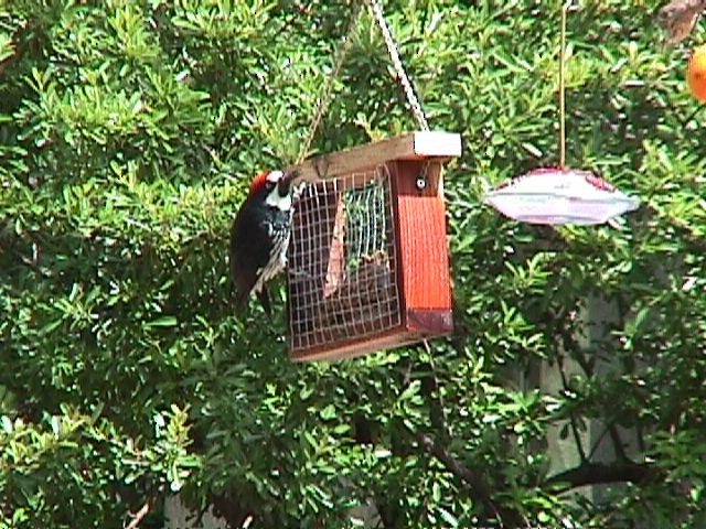 Acorn Woodpecker - ML42738691
