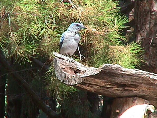 Mexican Jay - ML42738861