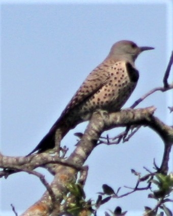 Northern Flicker (Red-shafted) - ML427392781