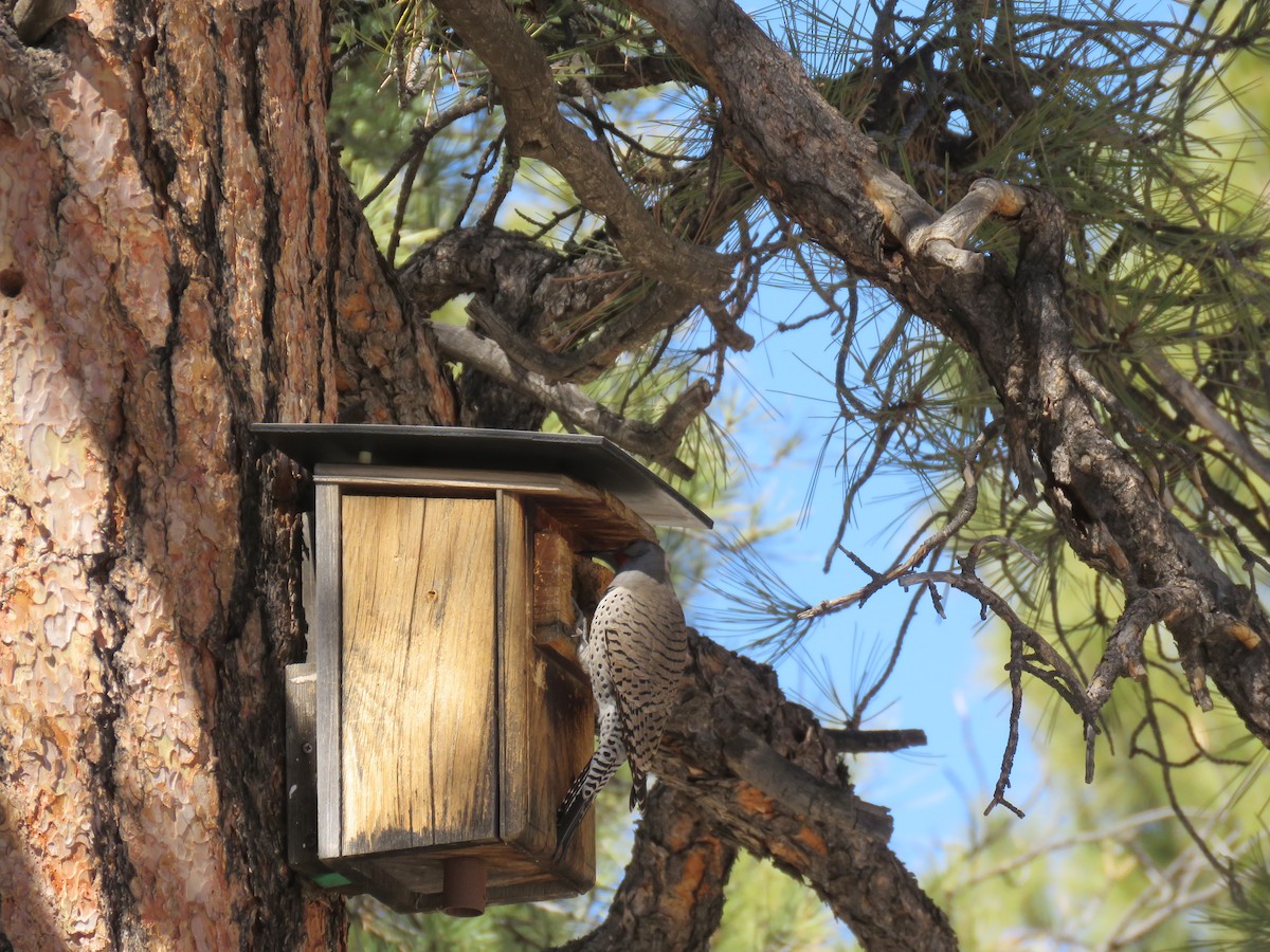 Northern Flicker (Red-shafted) - ML427416791