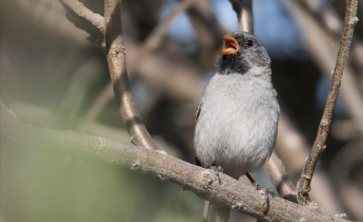 Black-chinned Sparrow - Marky Mutchler