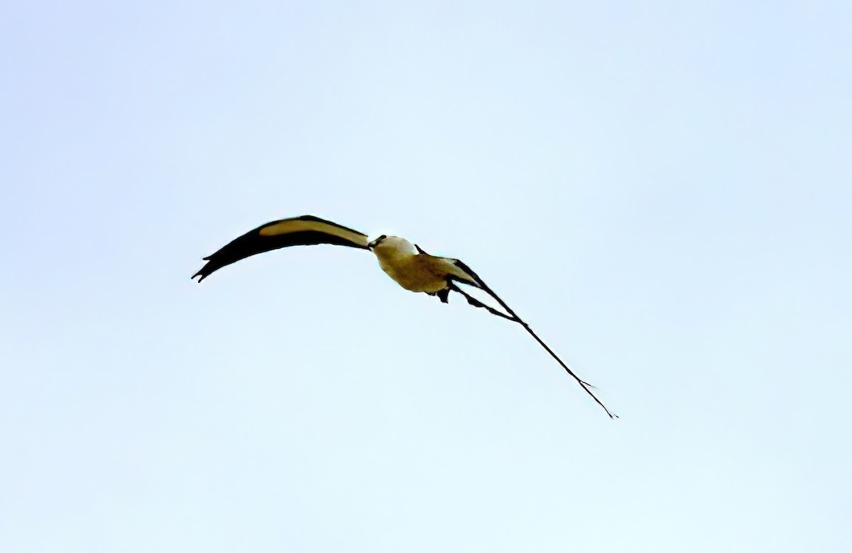 Swallow-tailed Kite - Dan Tallman