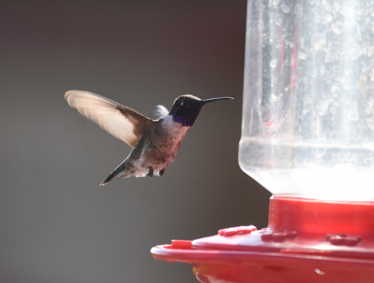 Black-chinned Hummingbird - Christopher Lindsey