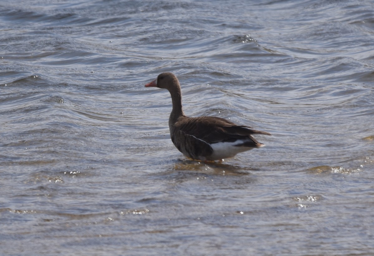 Greater White-fronted Goose - ML427435551