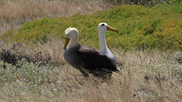 Albatros des Galapagos - ML427440241