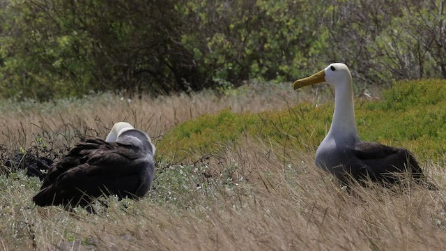 Albatros des Galapagos - ML427440501