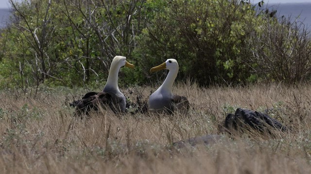 Albatros des Galapagos - ML427440511