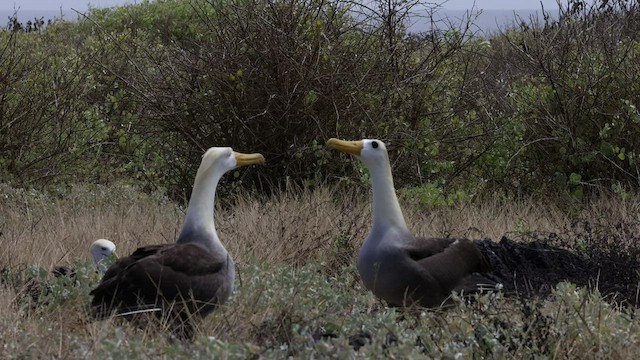 Albatros des Galapagos - ML427440651