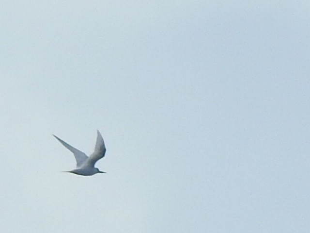 White Tern - ML427441541