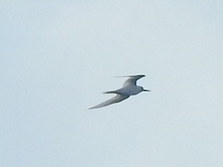 White Tern - ML427441551
