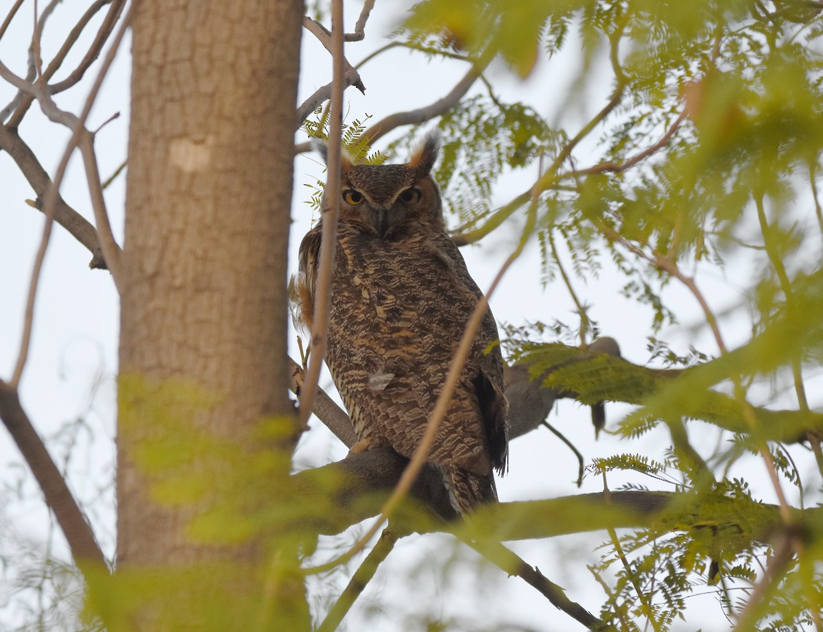 Great Horned Owl - ML427442331