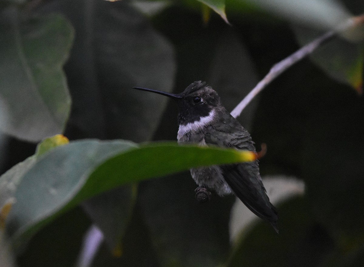 Black-chinned Hummingbird - ML427443331