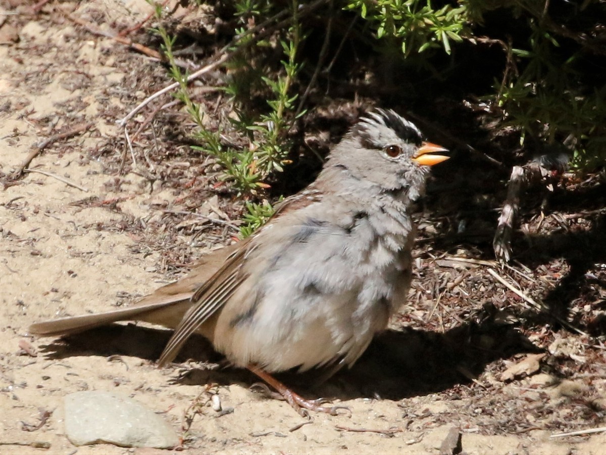 White-crowned Sparrow - Linda LeRoy