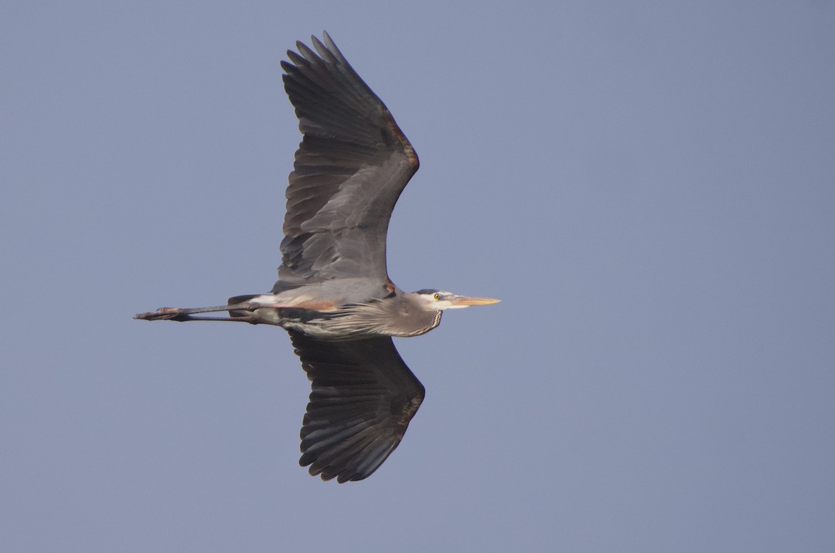 Great Blue Heron - Gautam Apte