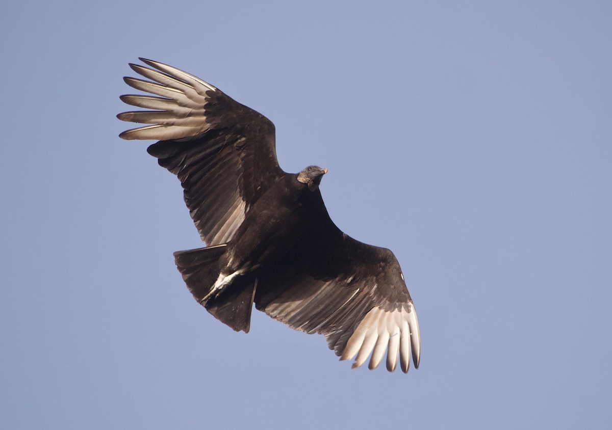Black Vulture - ML427449091