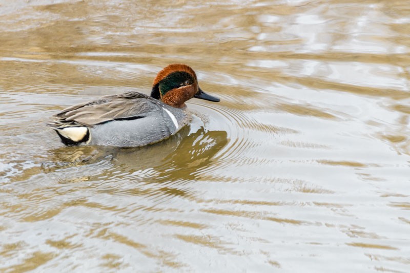Green-winged Teal - ML427449401