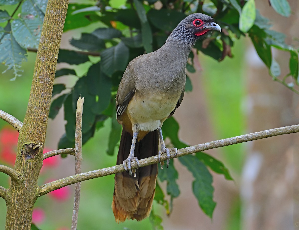 West Mexican Chachalaca - Ad Konings