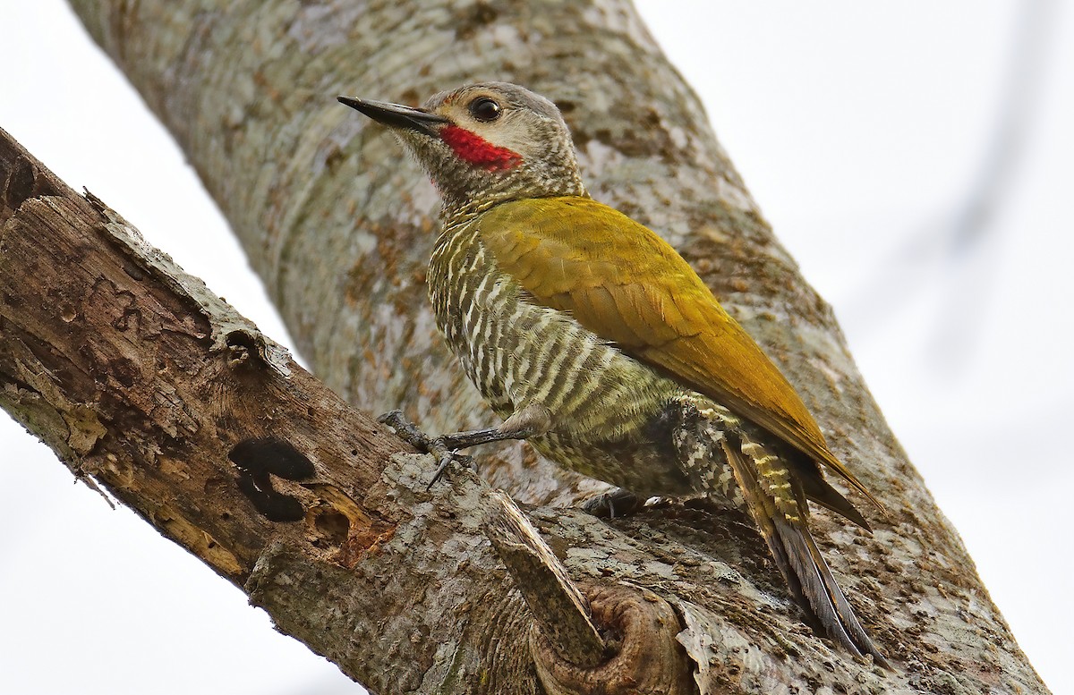Gray-crowned Woodpecker - ML427451071
