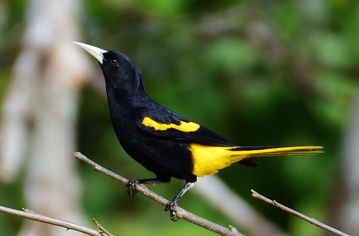 Yellow-winged Cacique - ML427451301