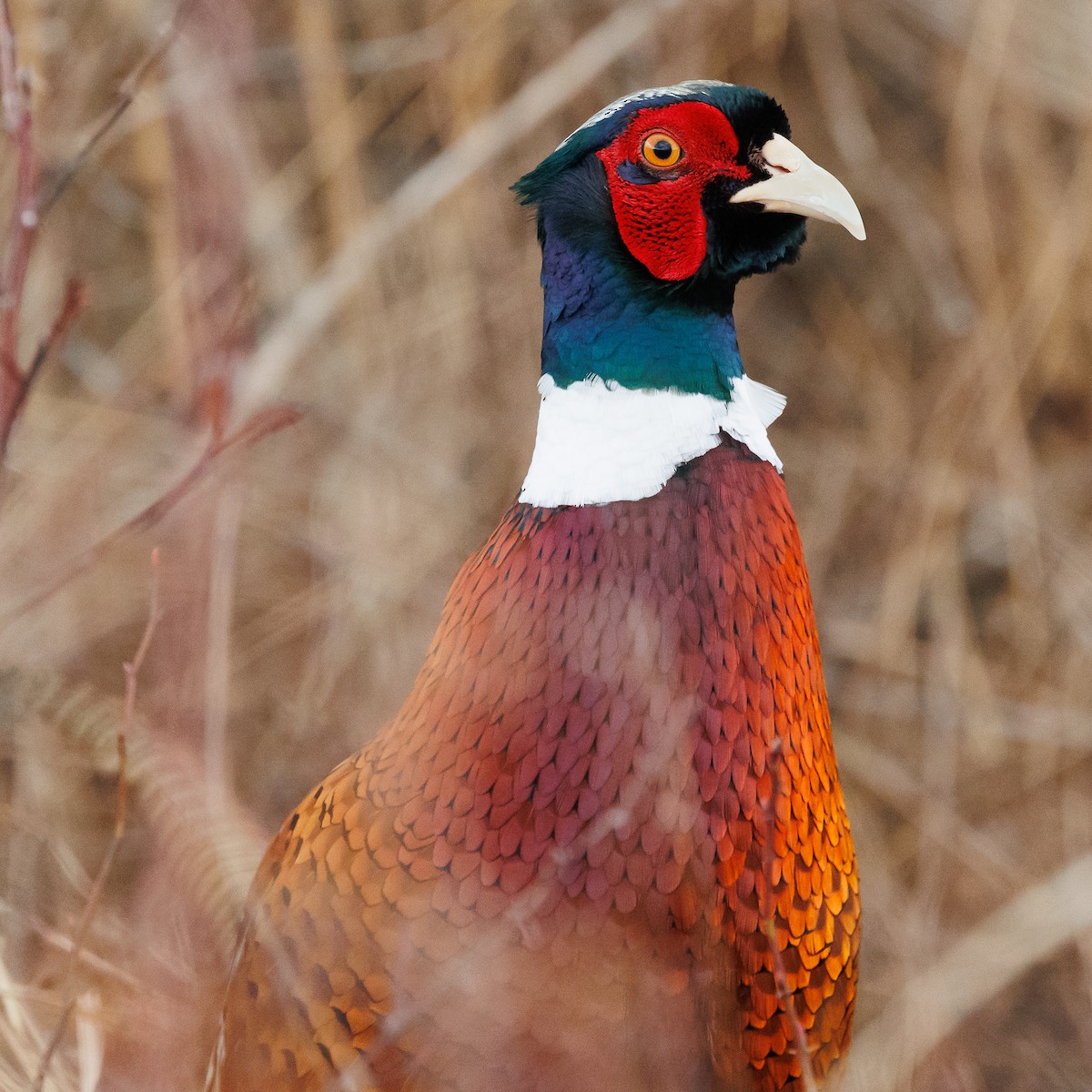 Ring-necked Pheasant - ML427451741