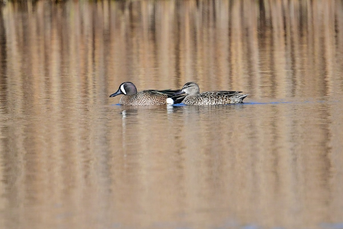 Blue-winged Teal - ML427458091